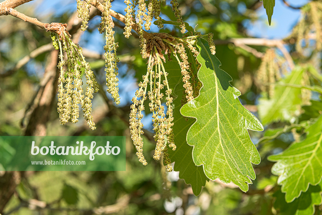 638217 - Chêne empereur du Japon (Quercus dentata 'Carl Ferris Miller')