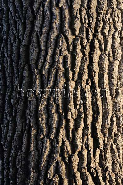 479004 - Chêne pédonculé (Quercus robur)