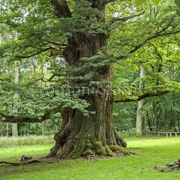 547267 - Chêne pédonculé (Quercus robur)