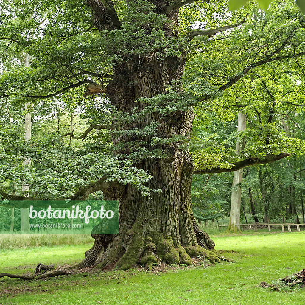 547267 - Chêne pédonculé (Quercus robur)