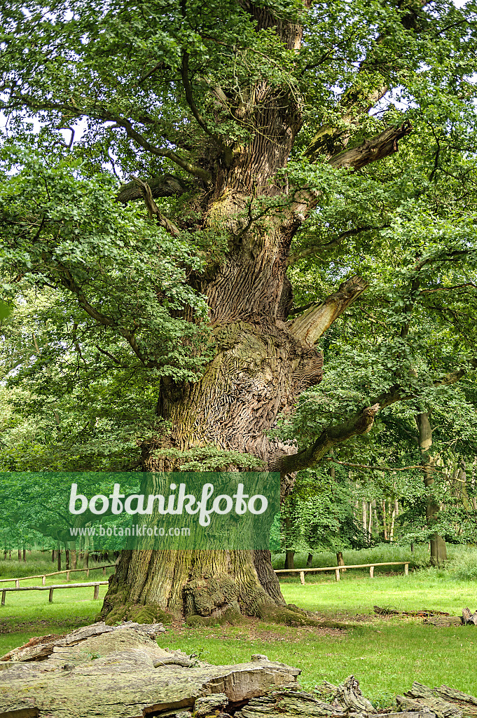 547268 - Chêne pédonculé (Quercus robur)