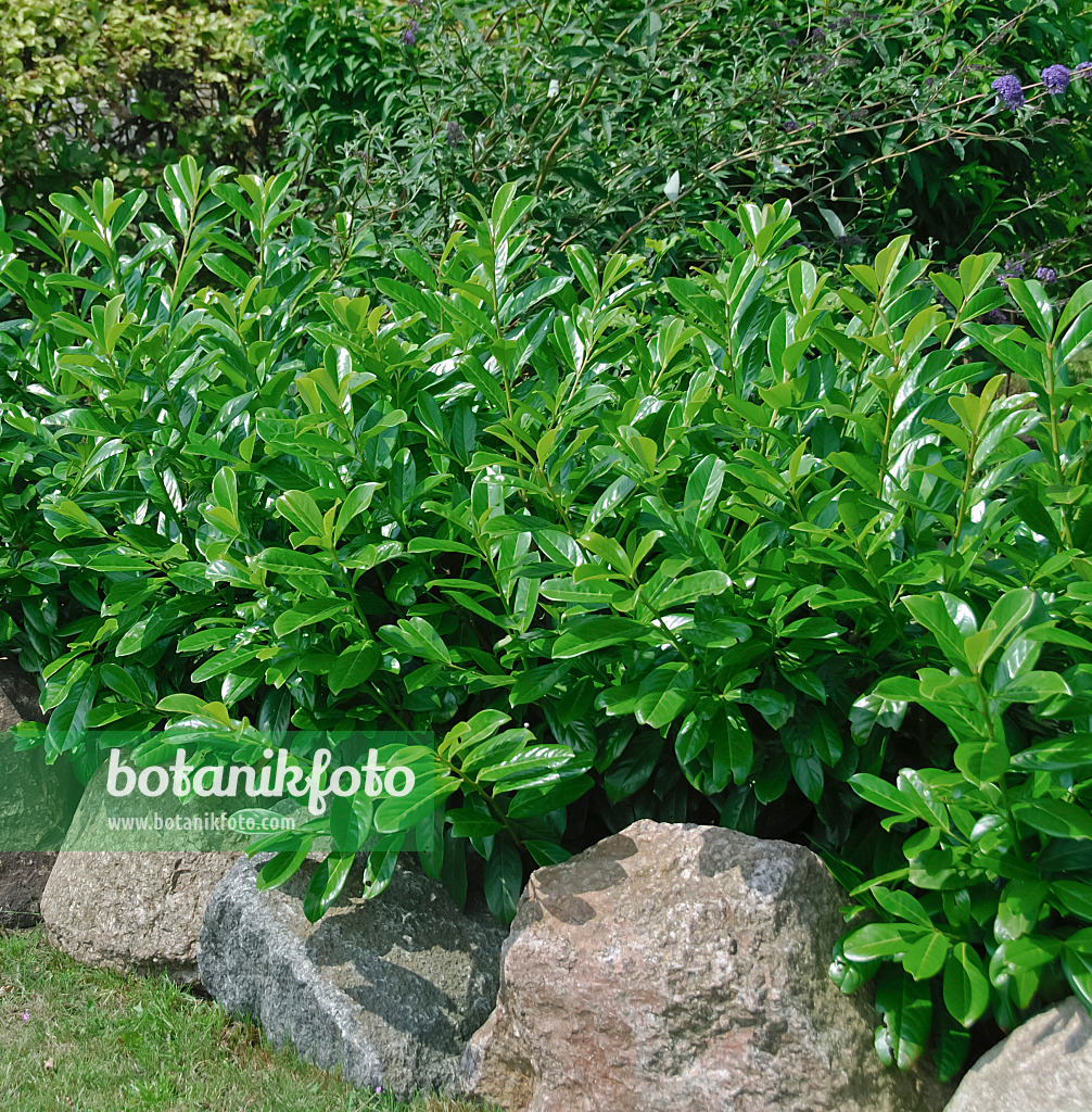 471444 - Cherry laurel (Prunus laurocerasus 'Caucasica')