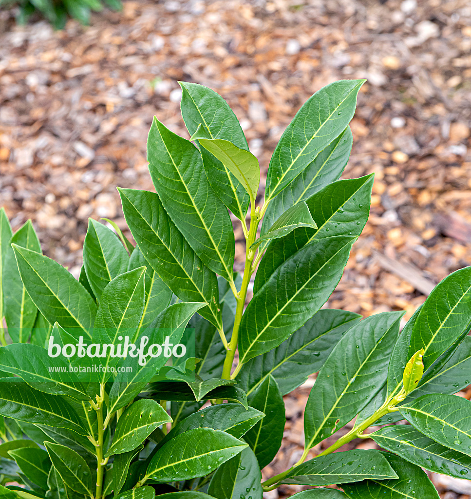 616290 - Cherry laurel (Prunus laurocerasus 'Greenpeace')