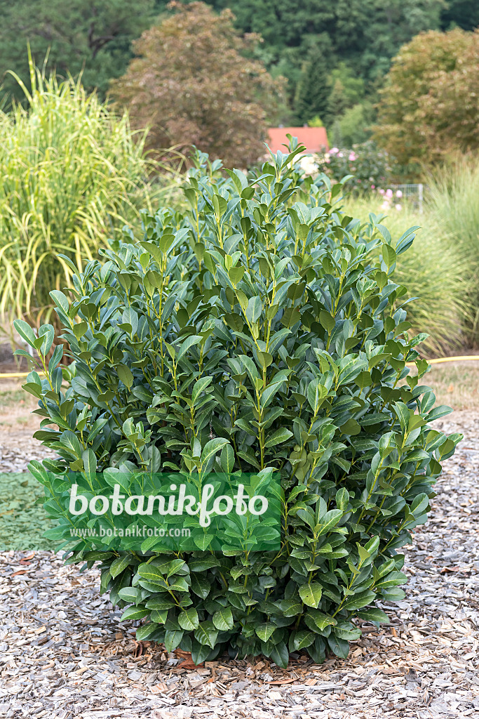 638209 - Cherry laurel (Prunus laurocerasus 'Obelisk')