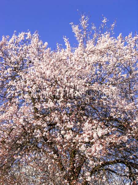 447023 - Cherry plum (Prunus cerasifera)