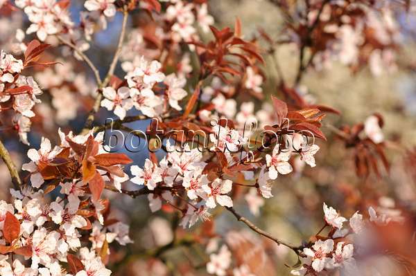 471114 - Cherry plum (Prunus cerasifera)