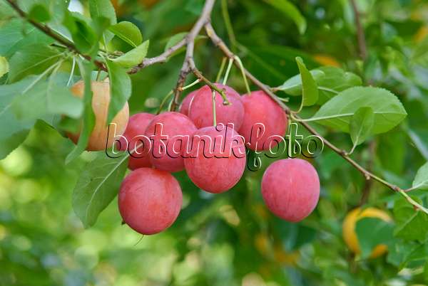 502362 - Cherry plum (Prunus cerasifera)