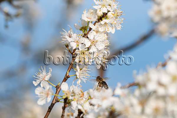 651448 - Cherry plum (Prunus cerasifera)