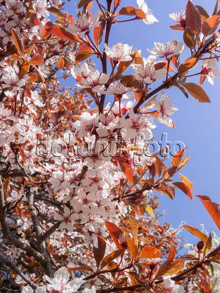 400116 - Cherry plum (Prunus cerasifera 'Atropurpurea')