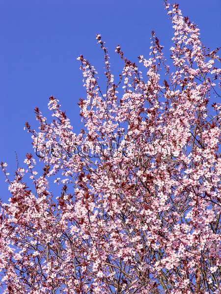 447025 - Cherry plum (Prunus cerasifera 'Nigra')