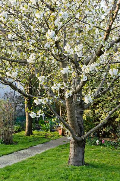 531032 - Cherry (Prunus) in an allotment garden