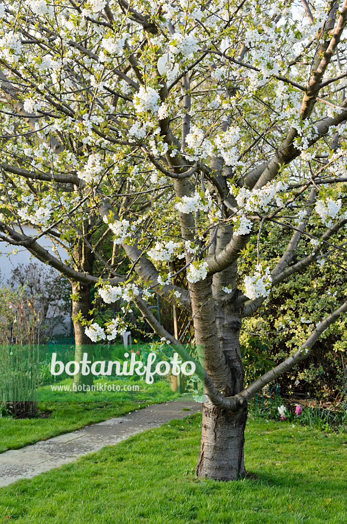 531032 - Cherry (Prunus) in an allotment garden