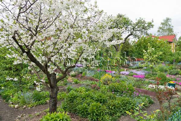 531216 - Cherry (Prunus) in an allotment garden