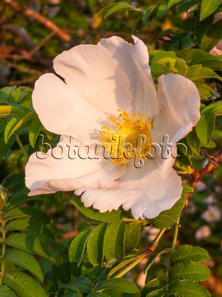 401268 - Chestnut rose (Rosa roxburghii)
