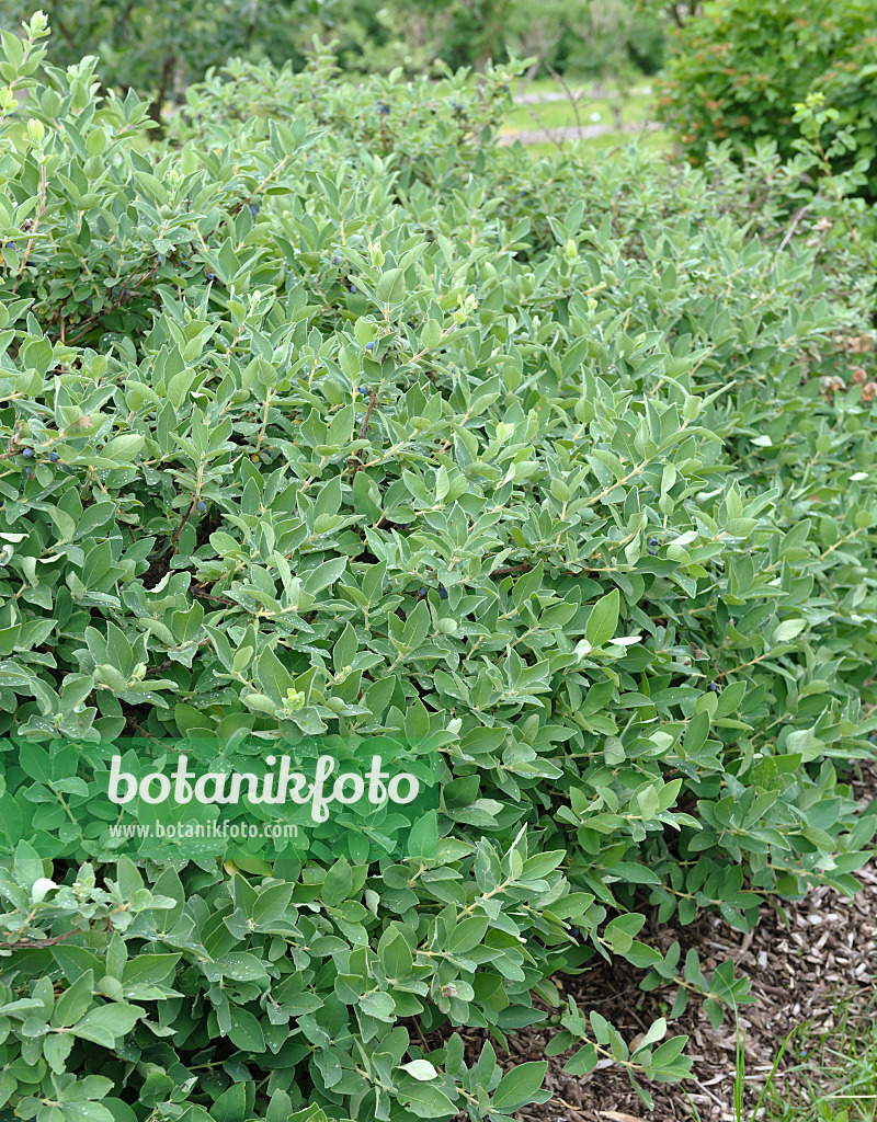 517305 - Chèvrefeuille bleu (Lonicera caerulea var. kamtschatica)