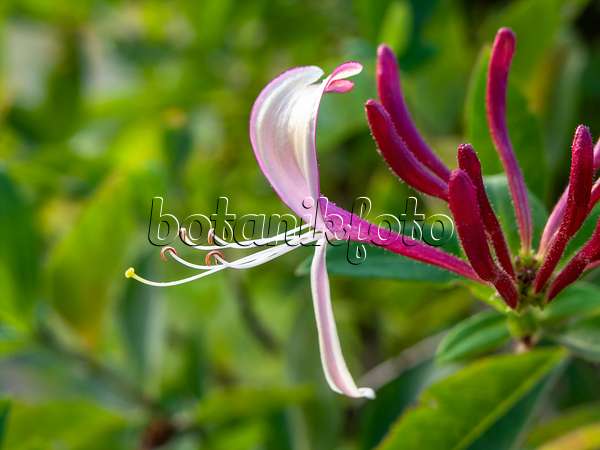 451025 - Chèvrefeuille des jardins (Lonicera caprifolium)