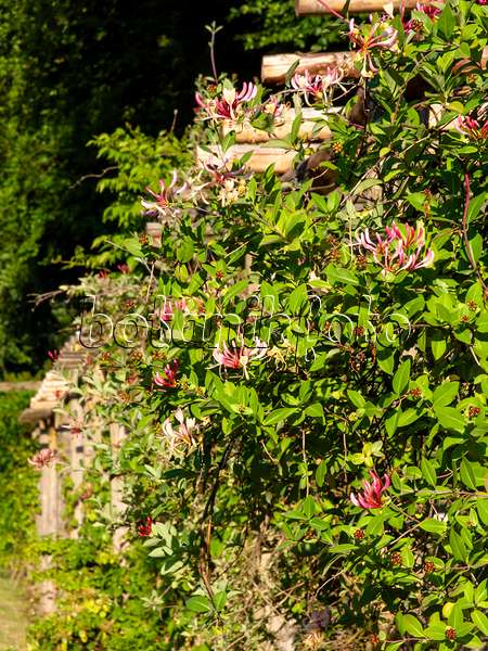 461131 - Chèvrefeuille des jardins (Lonicera caprifolium)