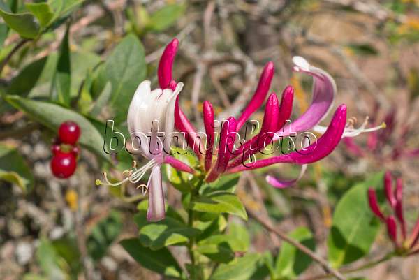 573054 - Chèvrefeuille des jardins (Lonicera caprifolium)