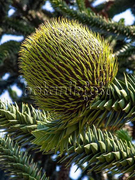 427166 - Chile pine (Araucaria araucana)