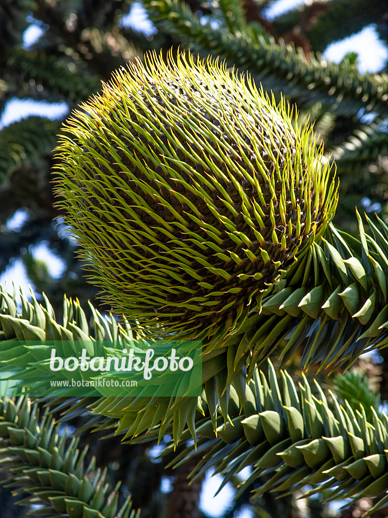 427166 - Chile pine (Araucaria araucana)