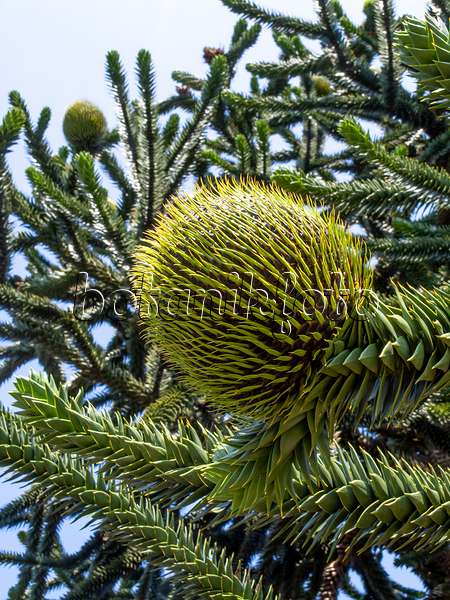 427174 - Chile pine (Araucaria araucana)