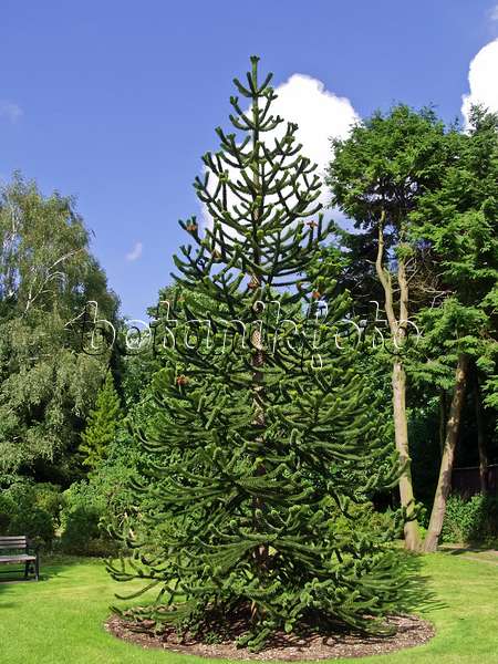 471358 - Chile pine (Araucaria araucana)