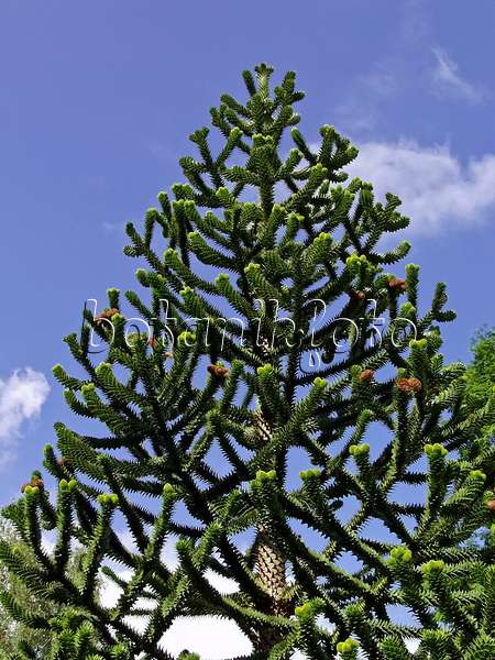 471359 - Chile pine (Araucaria araucana)