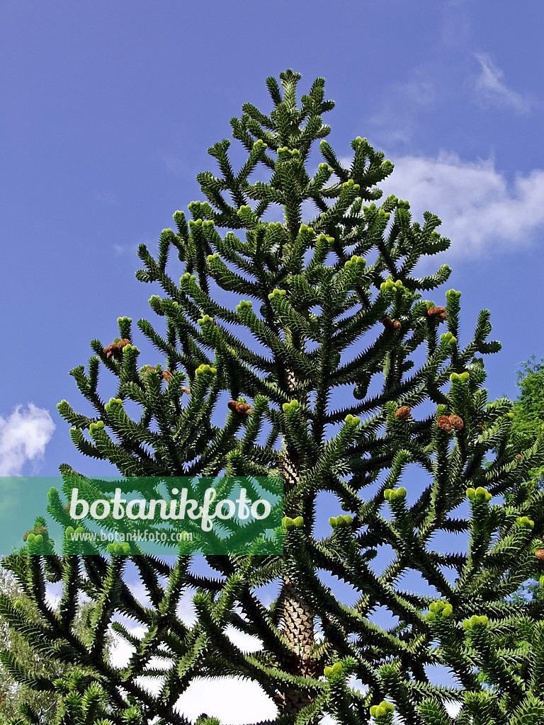 471359 - Chile pine (Araucaria araucana)