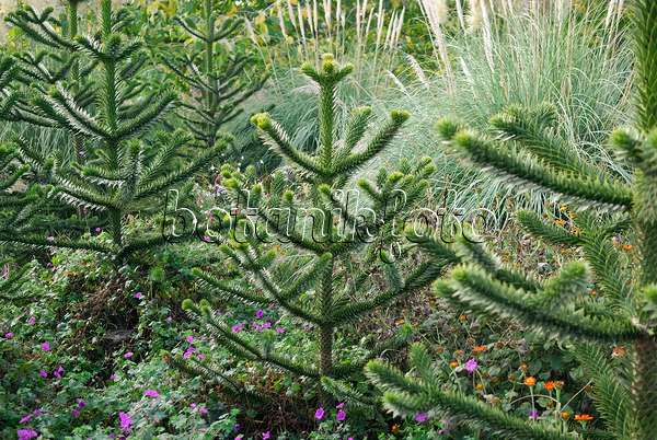 471360 - Chile pine (Araucaria araucana)