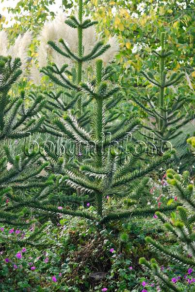 471361 - Chile pine (Araucaria araucana)