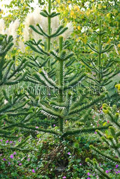 517259 - Chile pine (Araucaria araucana)
