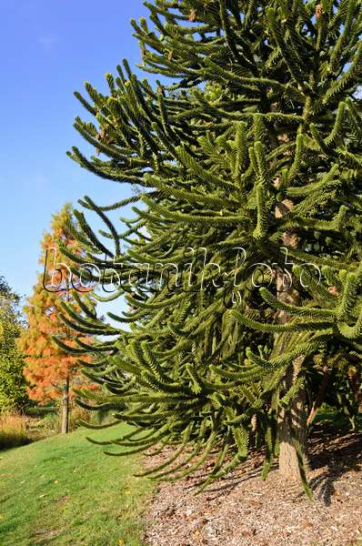 525349 - Chile pine (Araucaria araucana)