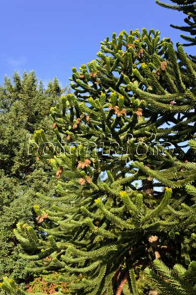 525350 - Chile pine (Araucaria araucana)