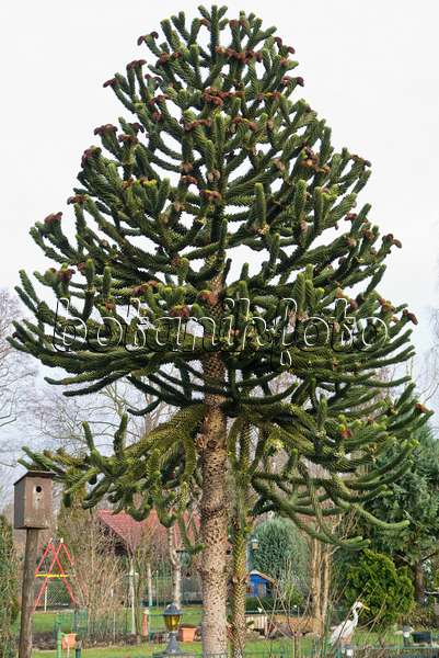 565033 - Chile pine (Araucaria araucana)