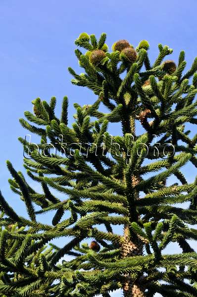 571013 - Chile pine (Araucaria araucana)