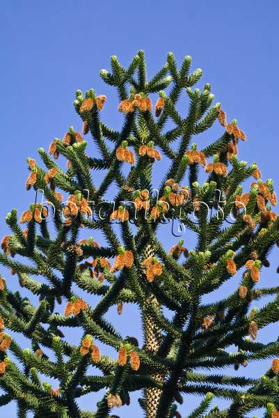 608085 - Chile pine (Araucaria araucana)