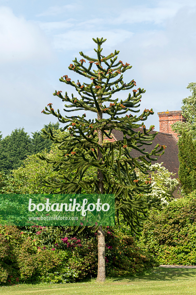 635012 - Chile pine (Araucaria araucana)