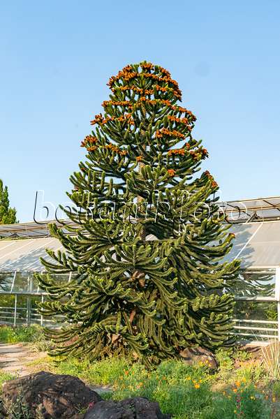 635013 - Chile pine (Araucaria araucana)