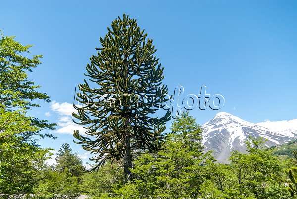 635015 - Chile pine (Araucaria araucana)