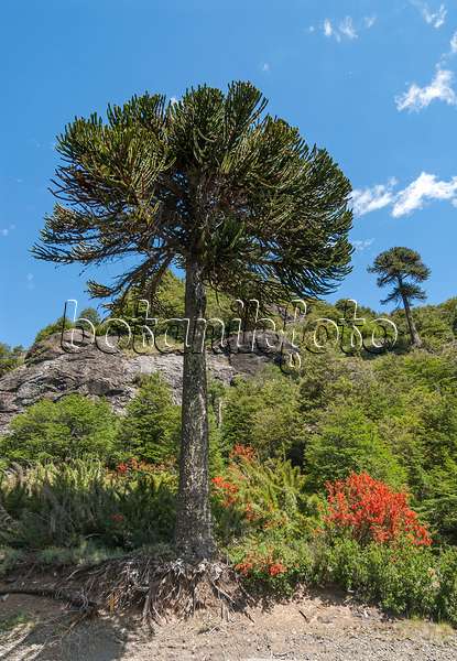 635016 - Chile pine (Araucaria araucana)