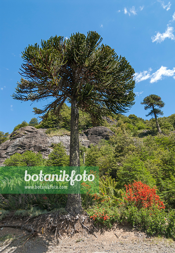 635016 - Chile pine (Araucaria araucana)