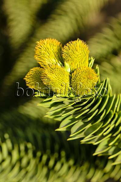 525347 - Chile pine (Araucaria araucana) with female flowers
