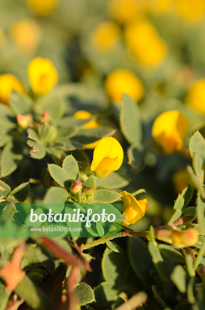 508514 - Chilean bird's-foot trefoil (Acmispon wrangelianus)