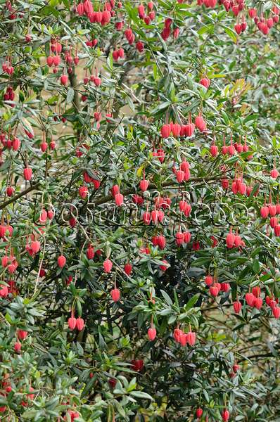 533362 - Chilean lantern tree (Crinodendron hookerianum)