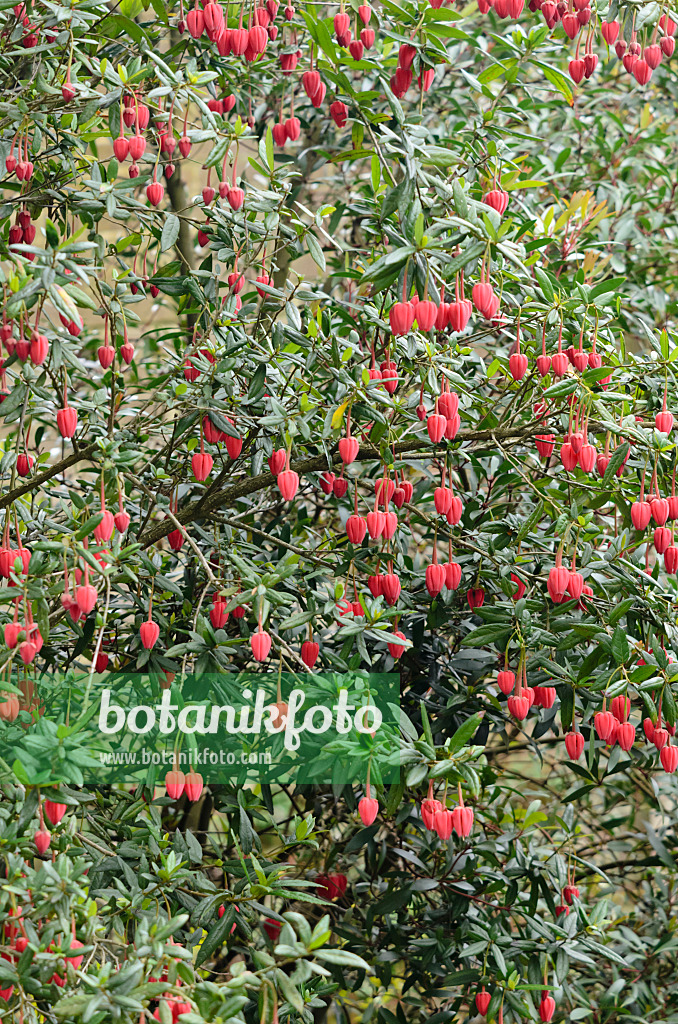 533362 - Chilean lantern tree (Crinodendron hookerianum)