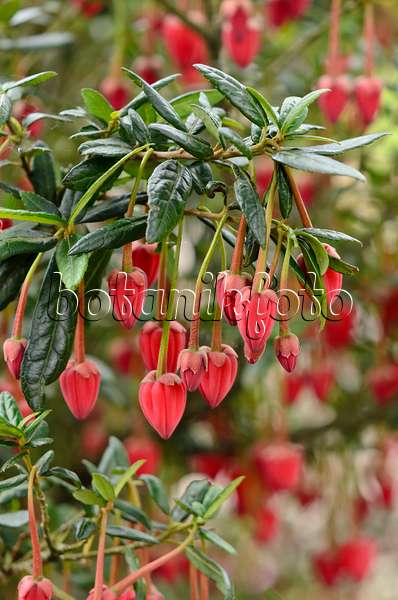 533363 - Chilean lantern tree (Crinodendron hookerianum)