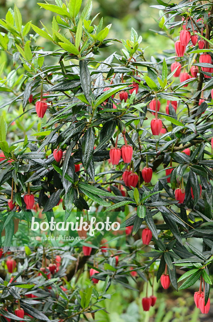 533530 - Chilean lantern tree (Crinodendron hookerianum)