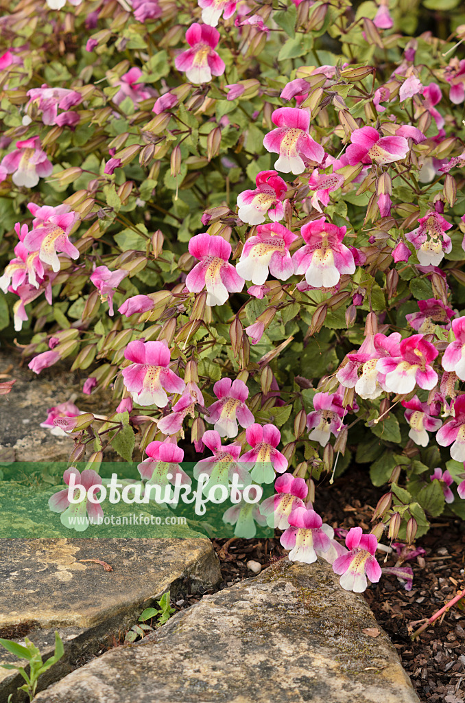 533290 - Chilean monkey flower (Mimulus naiandinus)