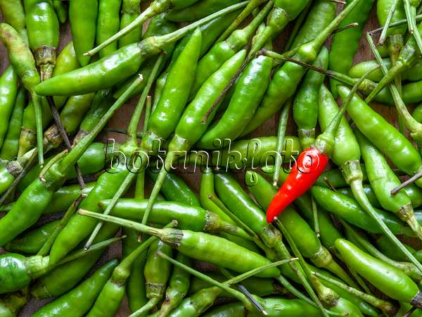 436010 - Chili pepper (Capsicum)