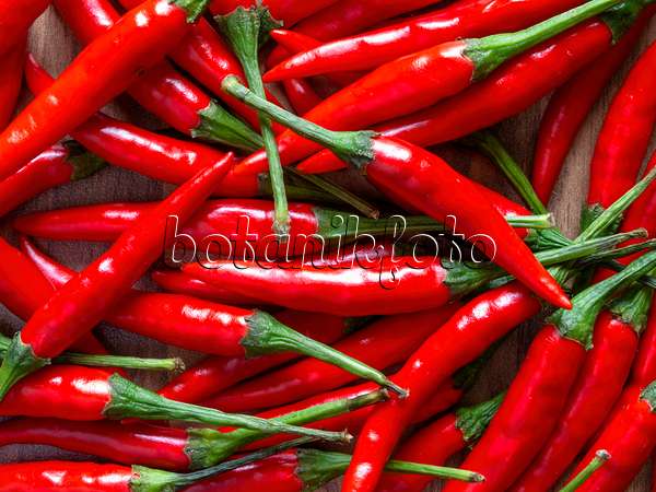 436011 - Chili pepper (Capsicum)